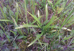 Spiranthes arcisepala
