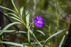 Solanum linearifolium