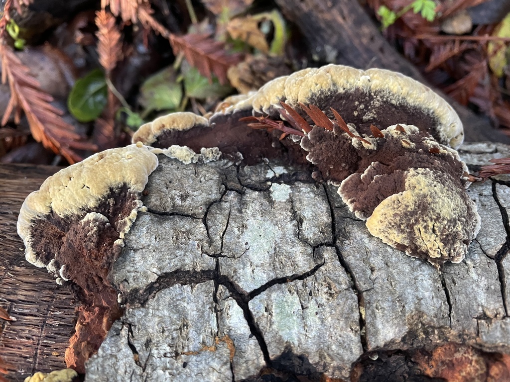 Mustard Yellow Polypore from UC Santa Cruz, Santa Cruz, CA, US on ...