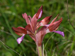 Anacamptis papilionacea papilionacea