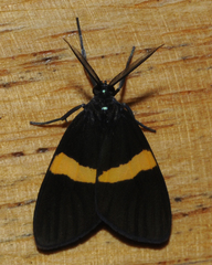 Brachyglene albicephala
