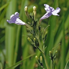 Ruellia ciliatiflora