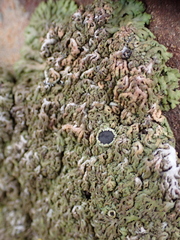 Anaptychia runcinata