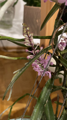 Vanda christensoniana