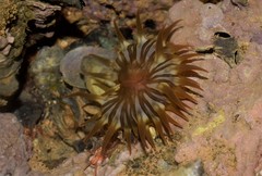 Anemonia sargassensis