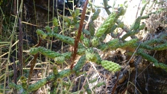 Opuntia pubescens