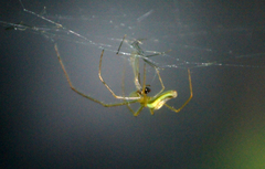 Tetragnatha straminea
