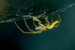 Tetragnatha straminea