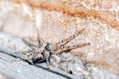 Philodromus placidus