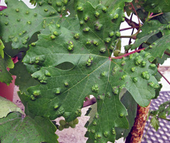 Colomerus vitis