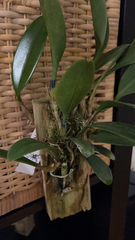 Bulbophyllum macranthum