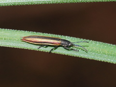 Eurispa vittata