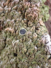 Anaptychia runcinata