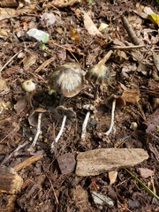 Psilocybe baeocystis