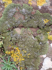 Anaptychia runcinata