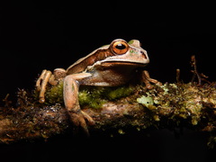 Gastrotheca dunni