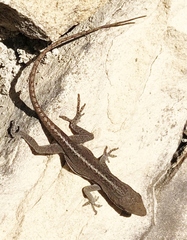 Anolis carolinensis