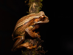 Gastrotheca dunni