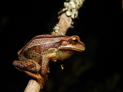 Gastrotheca dunni