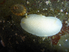 Doriopsilla fulva