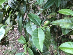 Camellia furfuracea