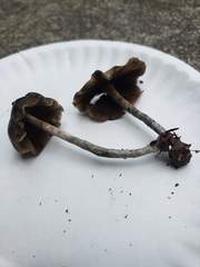 Psilocybe baeocystis