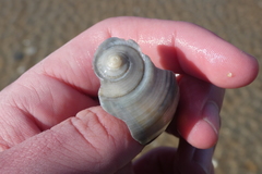 Fulguropsis pyruloides