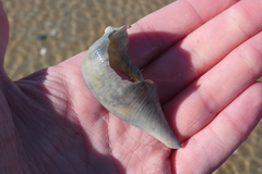 Fulguropsis pyruloides