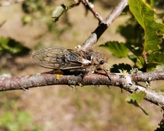 Tettigades ulnaria