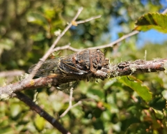 Tettigades ulnaria