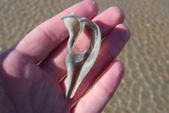 Fulguropsis pyruloides