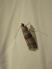 Merulempista turturella