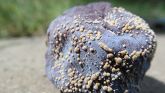Monilinia fructigena