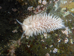 Aeolidia