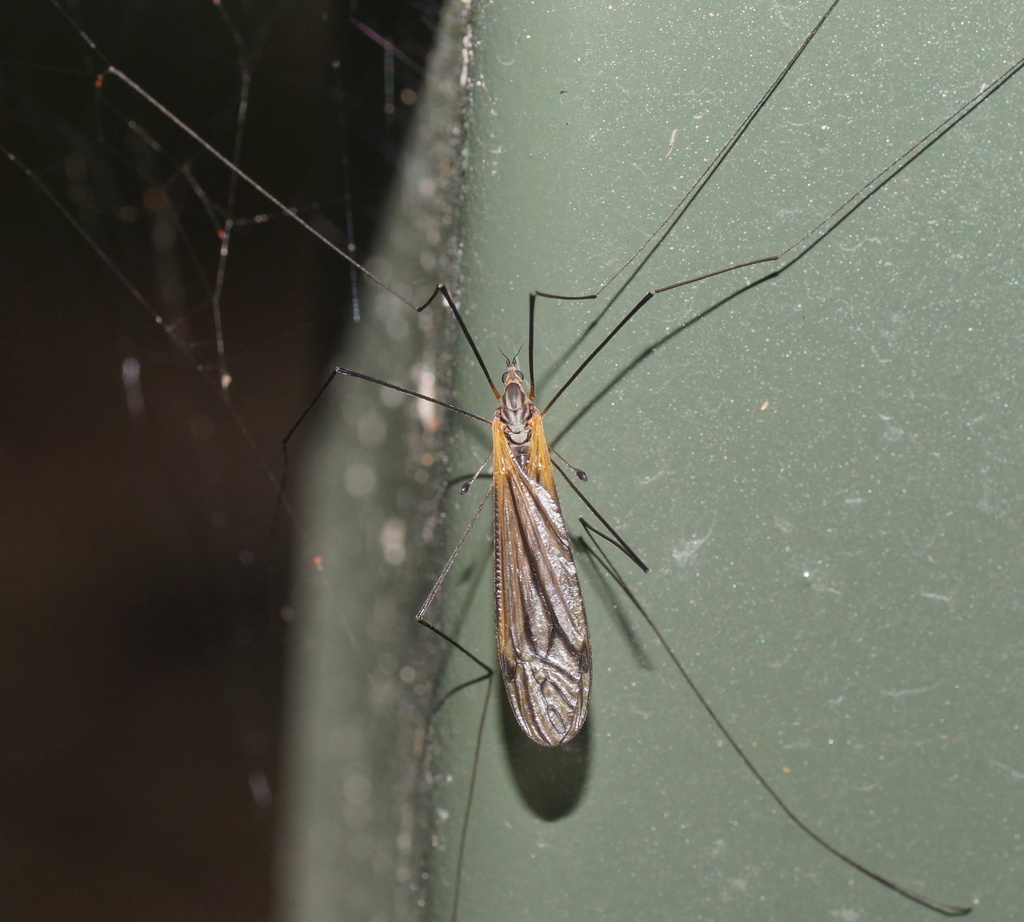 Leptotarsus luteisubcostatus