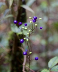 Dianella ensifolia