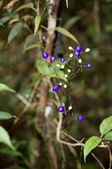 Dianella ensifolia