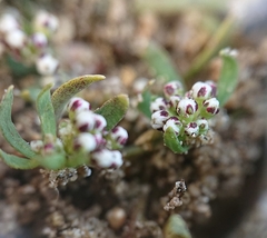 Corrigiola litoralis