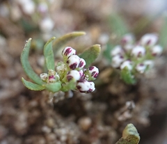 Corrigiola litoralis