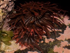 Anemonia sargassensis