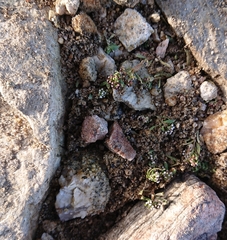 Corrigiola litoralis