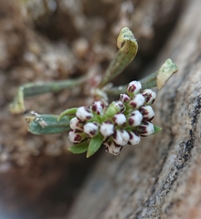 Corrigiola litoralis