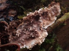 Eichleriella deglubens
