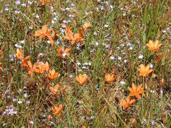 Tritonia deusta miniata