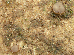 Trichophaea gregaria