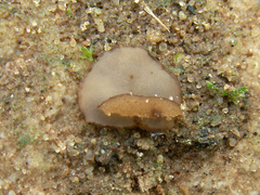 Trichophaea gregaria