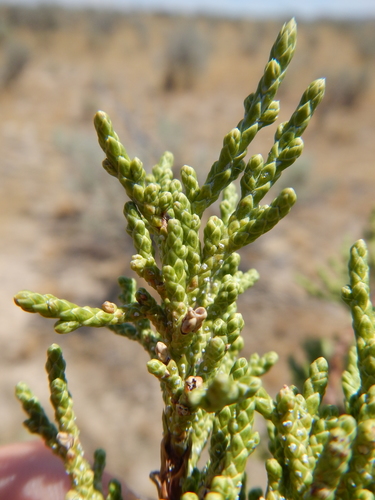 western juniper (Juniperus occidentalis)