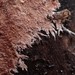Etheirodon fimbriatum - Photo (c) Max Wieners,  זכויות יוצרים חלקיות (CC BY-NC), הועלה על ידי Max Wieners