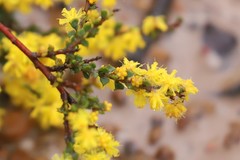 Acacia brachyclada