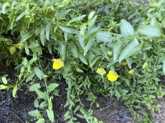 Nanorrhinum heterophyllum